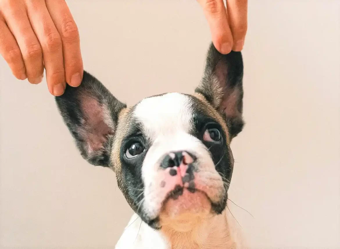 regali-per-amanti-dei-cani regali per amanti dei cani